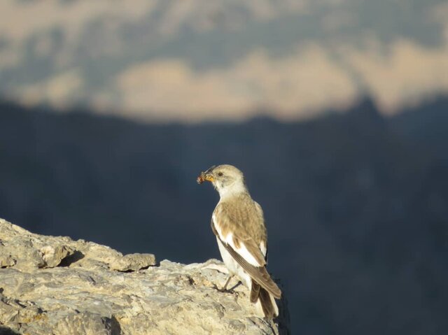 مشاهده و ثبت دو گونه پرنده جدید در خوزستان