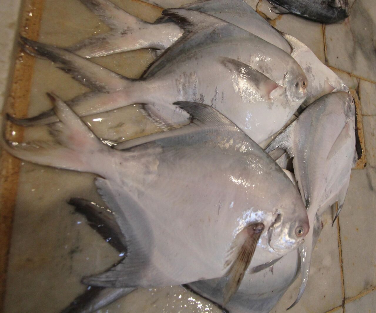صید ماهی حلواسفید در آبهای خوزستان و بوشهر آزاد شد