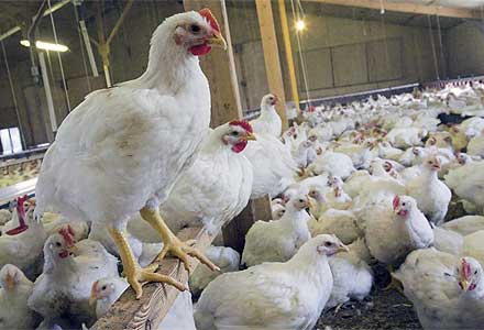 تشکیل ۱۰۰ پرونده تخلف برای مرغداران خوزستان