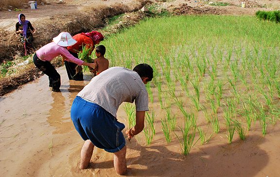 ۴۰ تا ۴۵ درصد کشت برنج خوزستان به روش خشکه‌کاری است