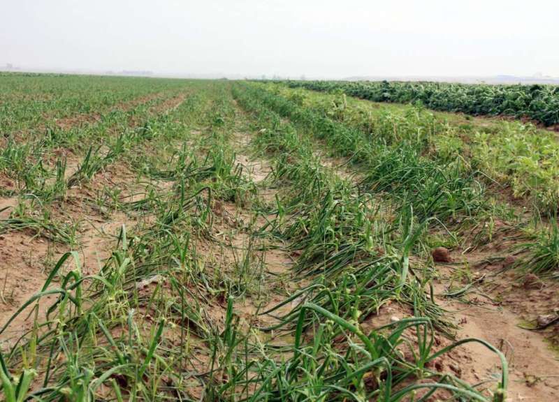 یکهزار و ۹۱ پرونده خسارت سیل در بخش کشاورزی دزفول تشکیل شد