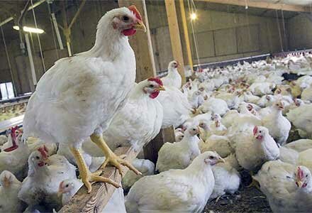 تولید بیش از ۴۱ هزار تن گوشت مرغ در خوزستان