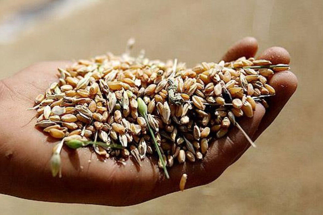 معاون بهبود تولیدات گیاهی سازمان جهاد کشاورزی خوزستان گفت: تولیدمحصول راهبردی گندم در استان با اجرای طرح ملی “گندم بنیان”، تا افق ۱۴۰۲ به ۲ میلیون و ۵۴۰ هزار تن می‌رسد.