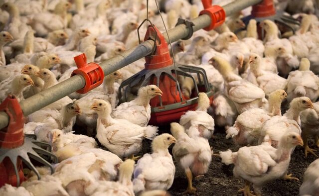 ممنوعیت خرید و فروش مرغ زنده در کشتارگاه‌های خوزستان