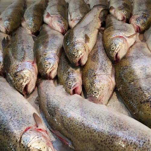 چهار تن و ۳۶۰ کیلوگرم ماهی غیرقابل مصرف در دزفول‌ معدوم شد