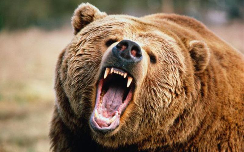 خرس وحشی جوان ایذه‌ای را مجروح کرد