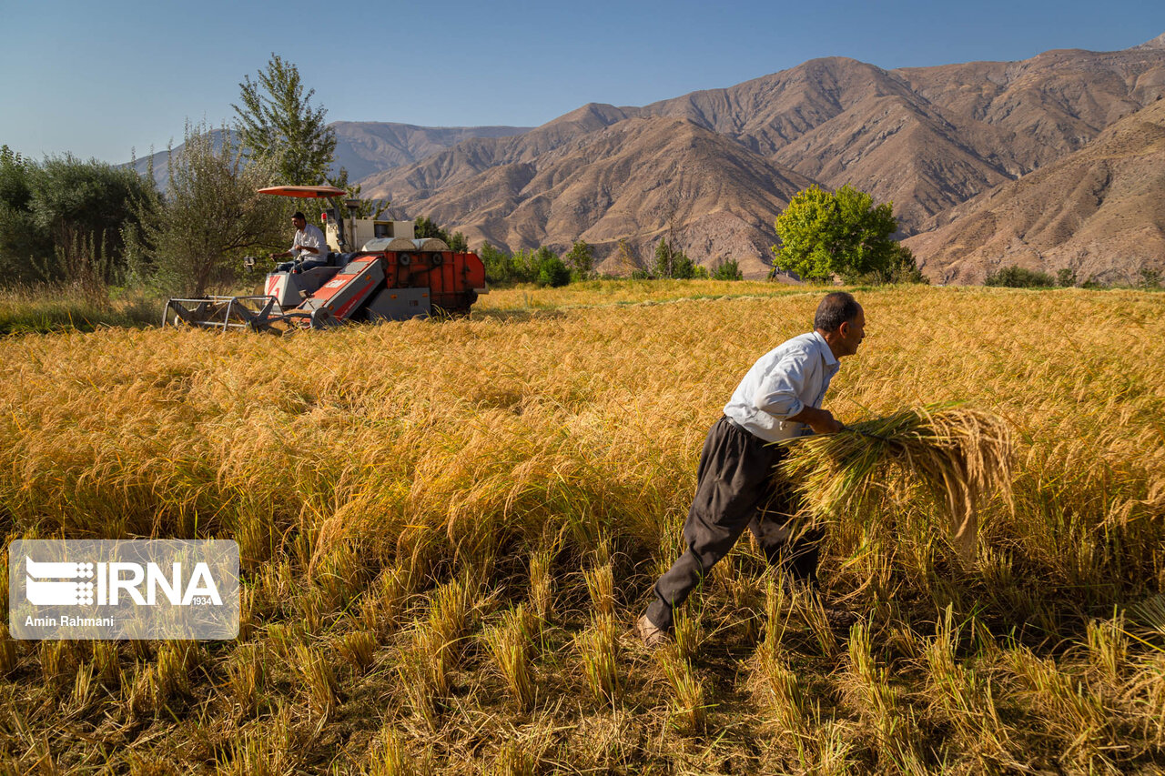 برداشت برنج از شالیزارهای خوزستان شروع شد