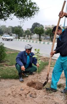 کاشت ۳۰۰ اصله درختچه برهان گلی در محدوده منطقه یک شهرداری اهواز