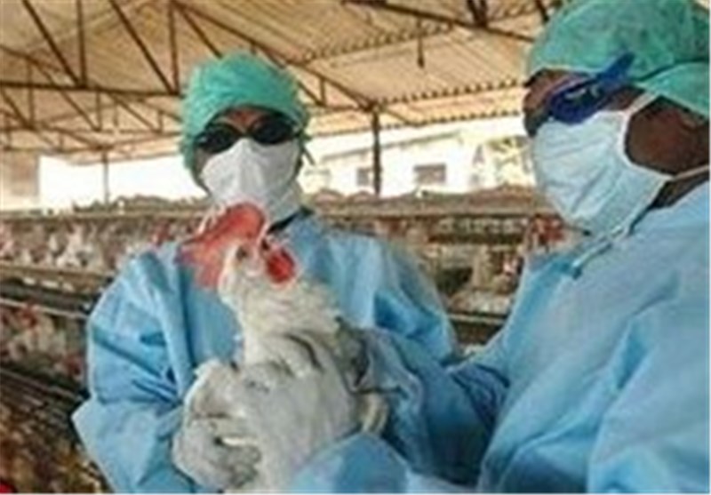 آزمایش آنفلوآنزای فوق حاد پرندگان در استان خوزستان مثبت اعلام شد