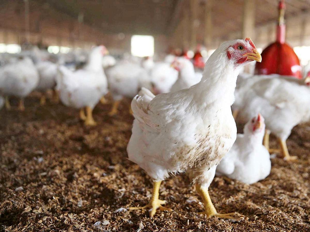 معاون سازمان صمت خوزستان: قیمت مرغ باید براساس نرخ نهاده‌ها تعیین شود