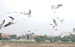 هوای پاک در ۶ شهر خوزستان