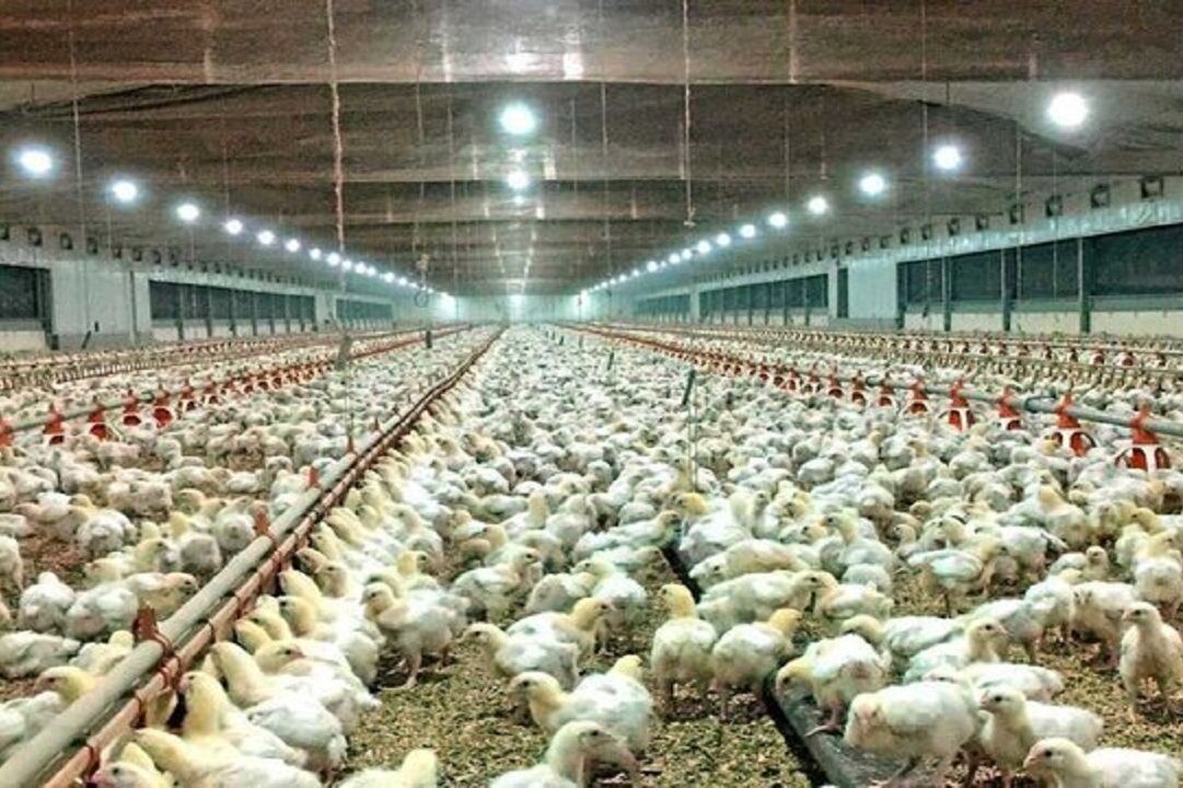 استاندار: مرغداران خوزستان به میزان تحویل مرغ نهاده دریافت می کنند
