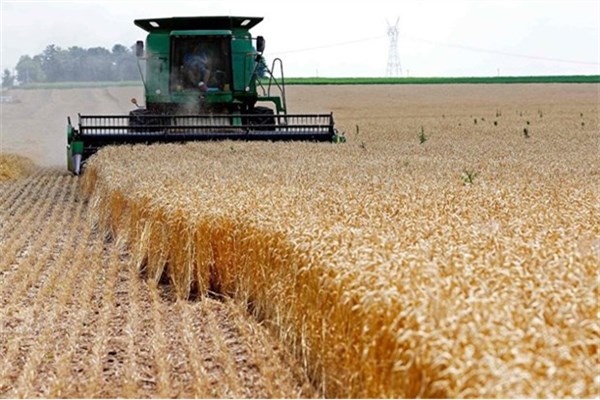 خرید گندم در خوزستان به مرز ۹۰۰ هزار تن رسید