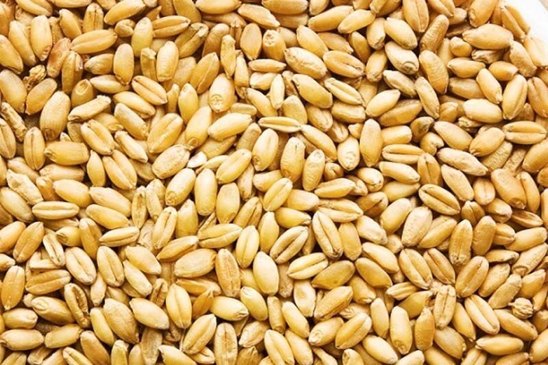گندمکاران خوزستانی از بذر مرغوب و اصلاح شده استفاده کنند