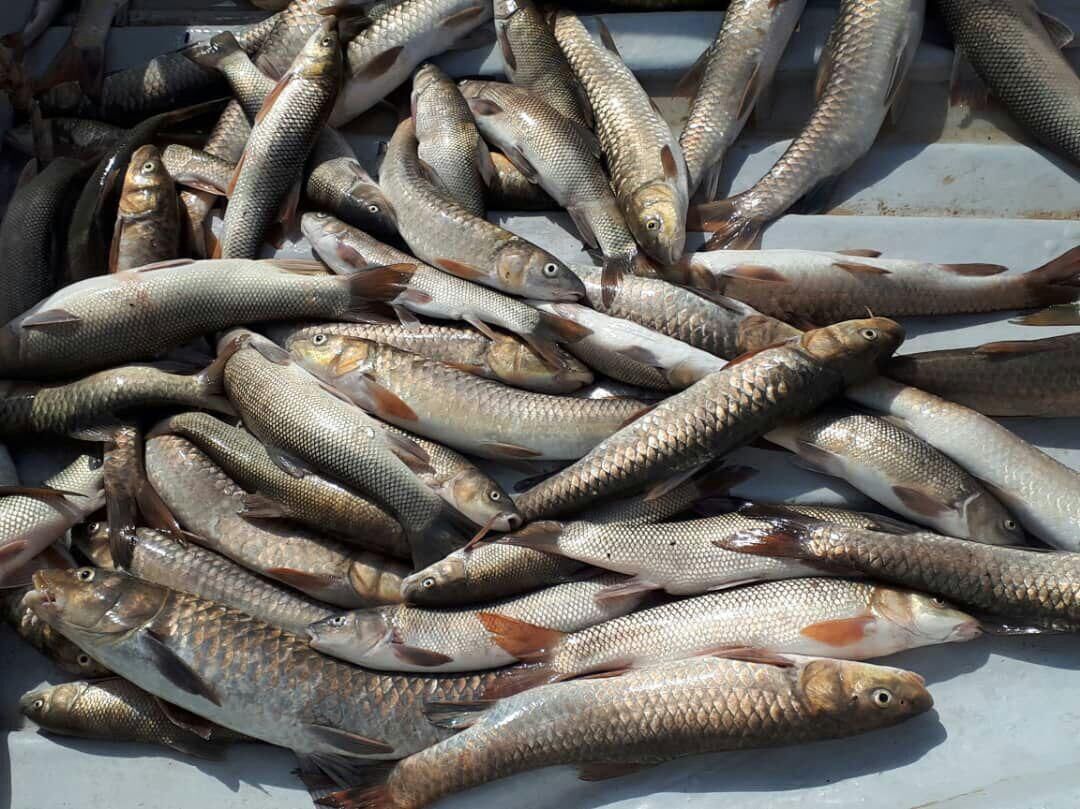 دستگیری عاملین صید ماهی با الکتروشوکر در شوشتر
