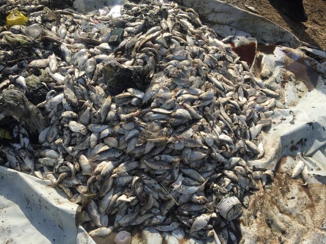 توضیحی درباره دلیل تلف شدن صدها هزار قطعه ماهی در ماهشهر