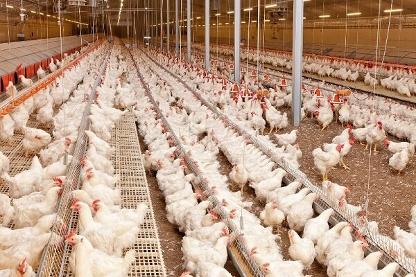 افزایش تولید مرغ در خوزستان